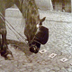 Clever Hans reconociendo números. Wikimedia Commons